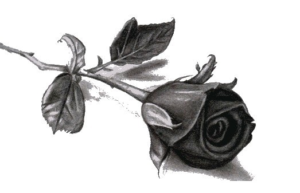 roza 300x193